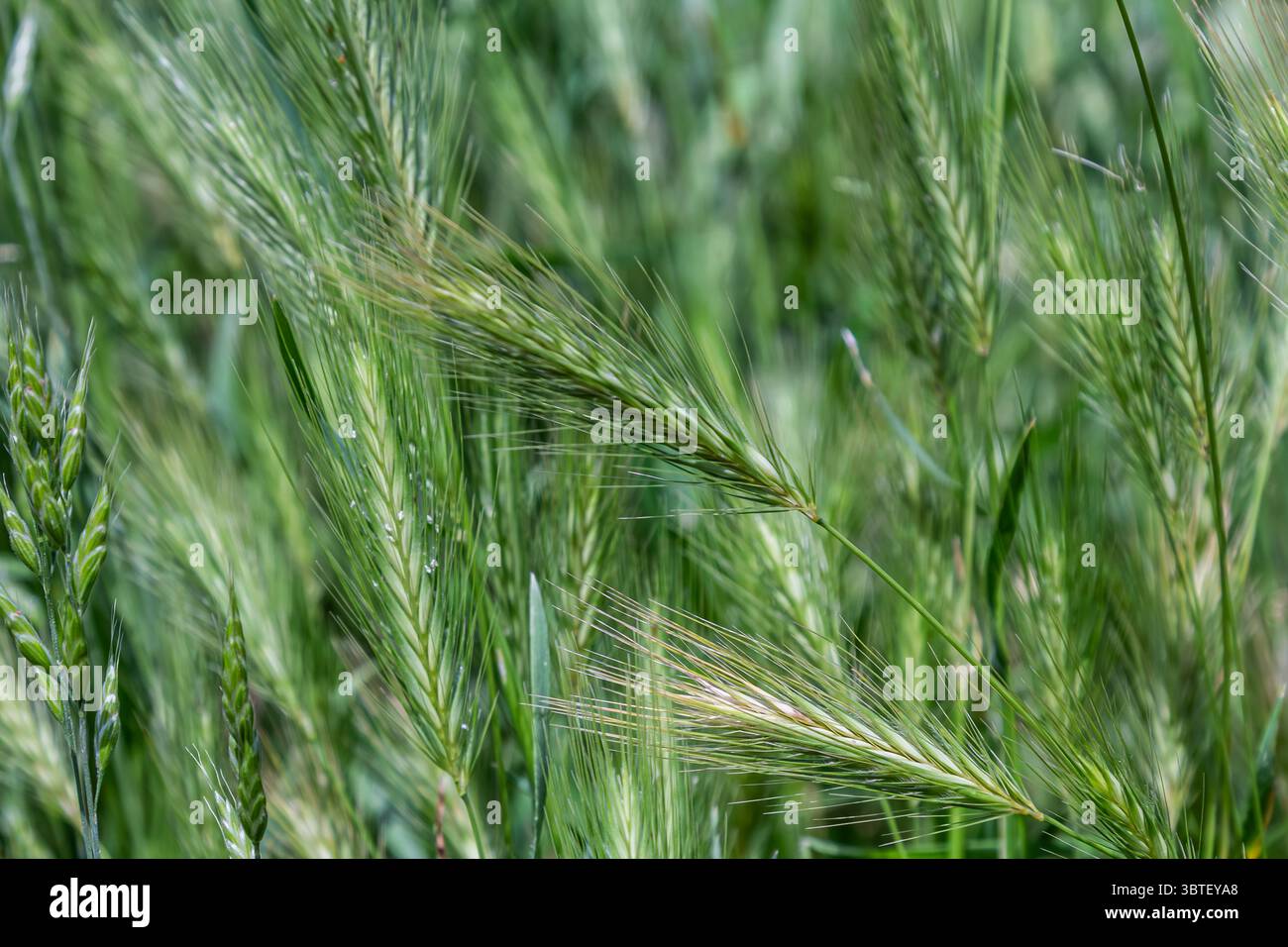 L'orzo Field of Wall mostra orecchie spighe con lunghe tende che ondeggiano delicatamente la brezza, prospera in un vivace paesaggio verde durante un pomeriggio primaverile soleggiato. Foto Stock