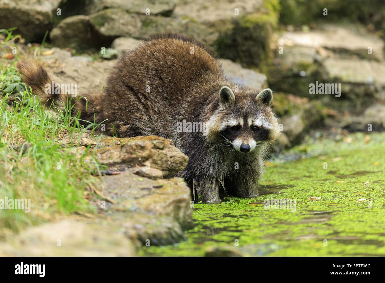 Un procione si erge sulla costa rocciosa di un corpo d'acqua coperto di alghe, procione (procione lotore), Germania Foto Stock