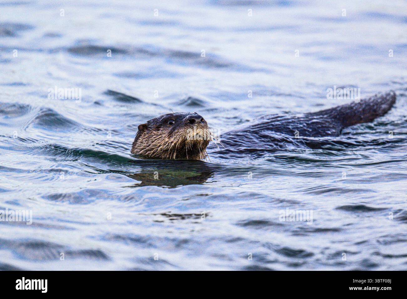 Lontra di fiume (Lontra canadensis), Wawa, Ontario, Canada Foto Stock