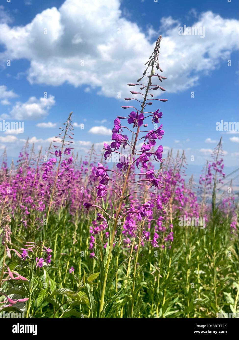 Chamaenerion angustifolium ha fatto fuoco sul monte Vitosha nella riserva della biosfera Bistrishko Branishte vicino a Sofia Bulgaria, Europa sudorientale, Balcani - Immagine stock catturata con smartphone
