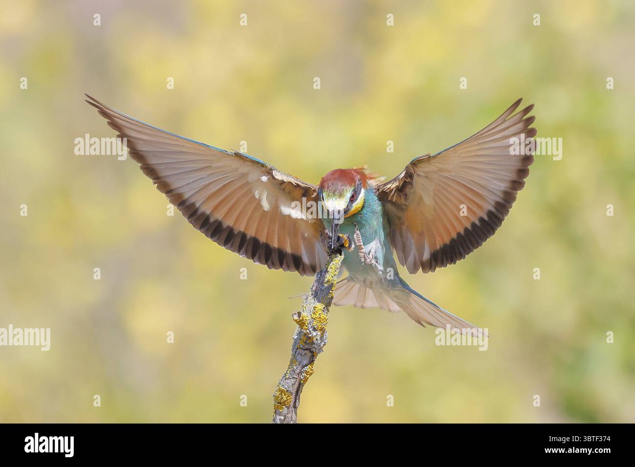Mangiatore di api (Merops apiaster), un uccello che si avvicina con un bumblebee nel suo becco, fauna selvatica, uccelli migratori, rapaci, animali, Birds Lake Neusiedl National Foto Stock