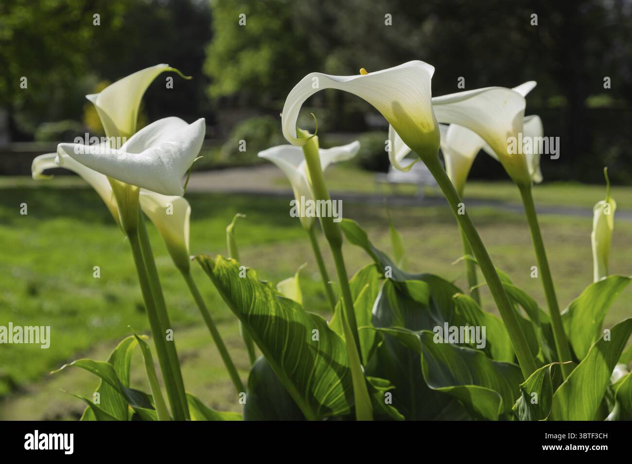 Calla da giardino (Zantedeschia aethiopica), Renania settentrionale-Vestfalia, Germania Foto Stock