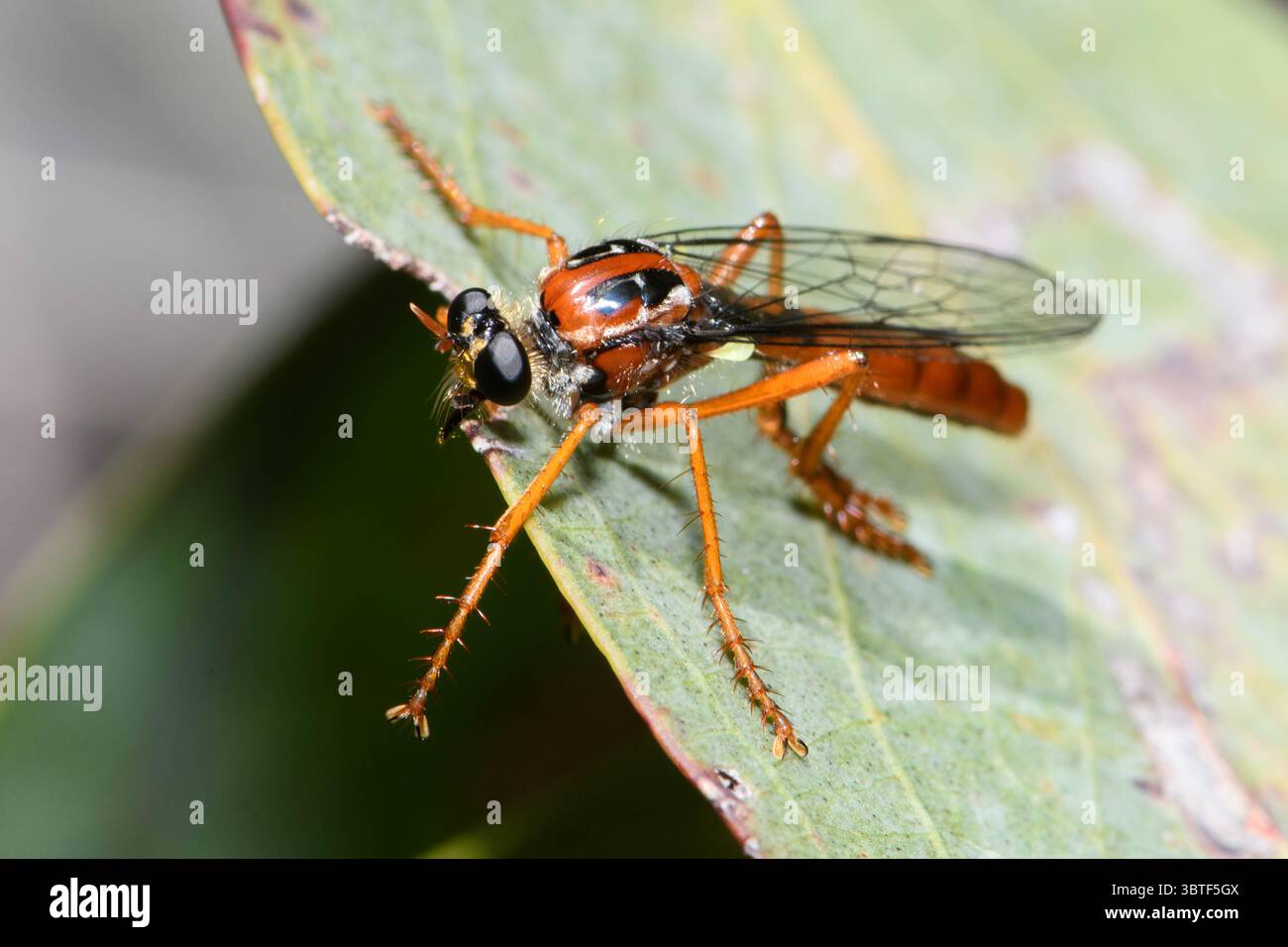 Un Deadpool Assassin Fly che poggia su foglie di gomma. Foto Stock