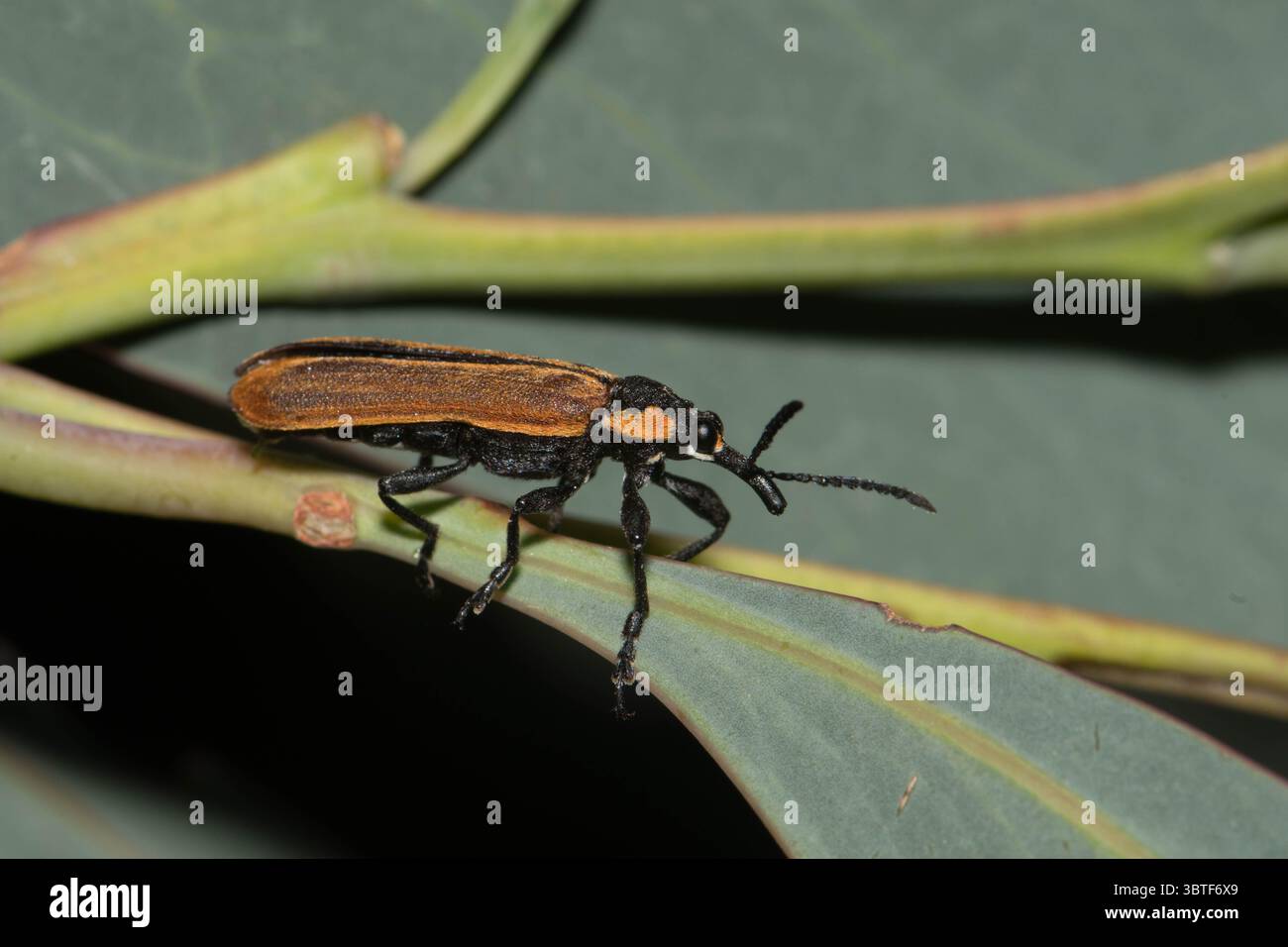 Red Weevil su Mountain Hickory Wattle. Foto Stock