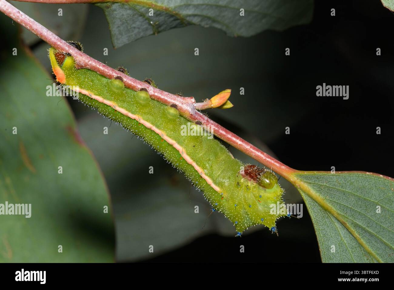 Helena Gum Moth larva su Snow Gum. Foto Stock