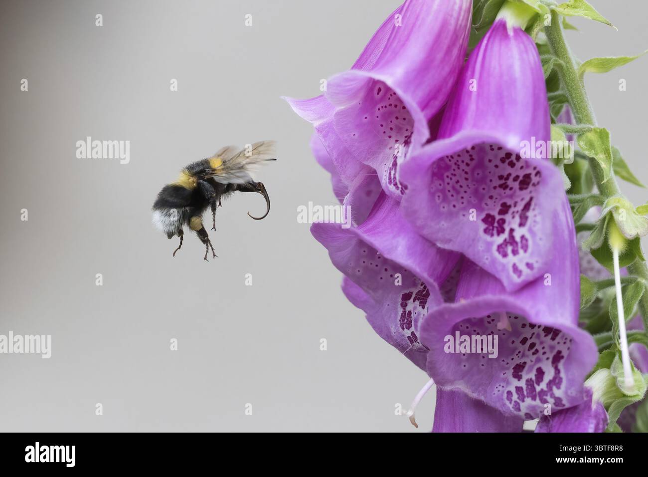 Un bumblebee (Bombus) che si avvicina a un fiore di fogotipo comune (digitalis purpurea), Assia, Germania Foto Stock
