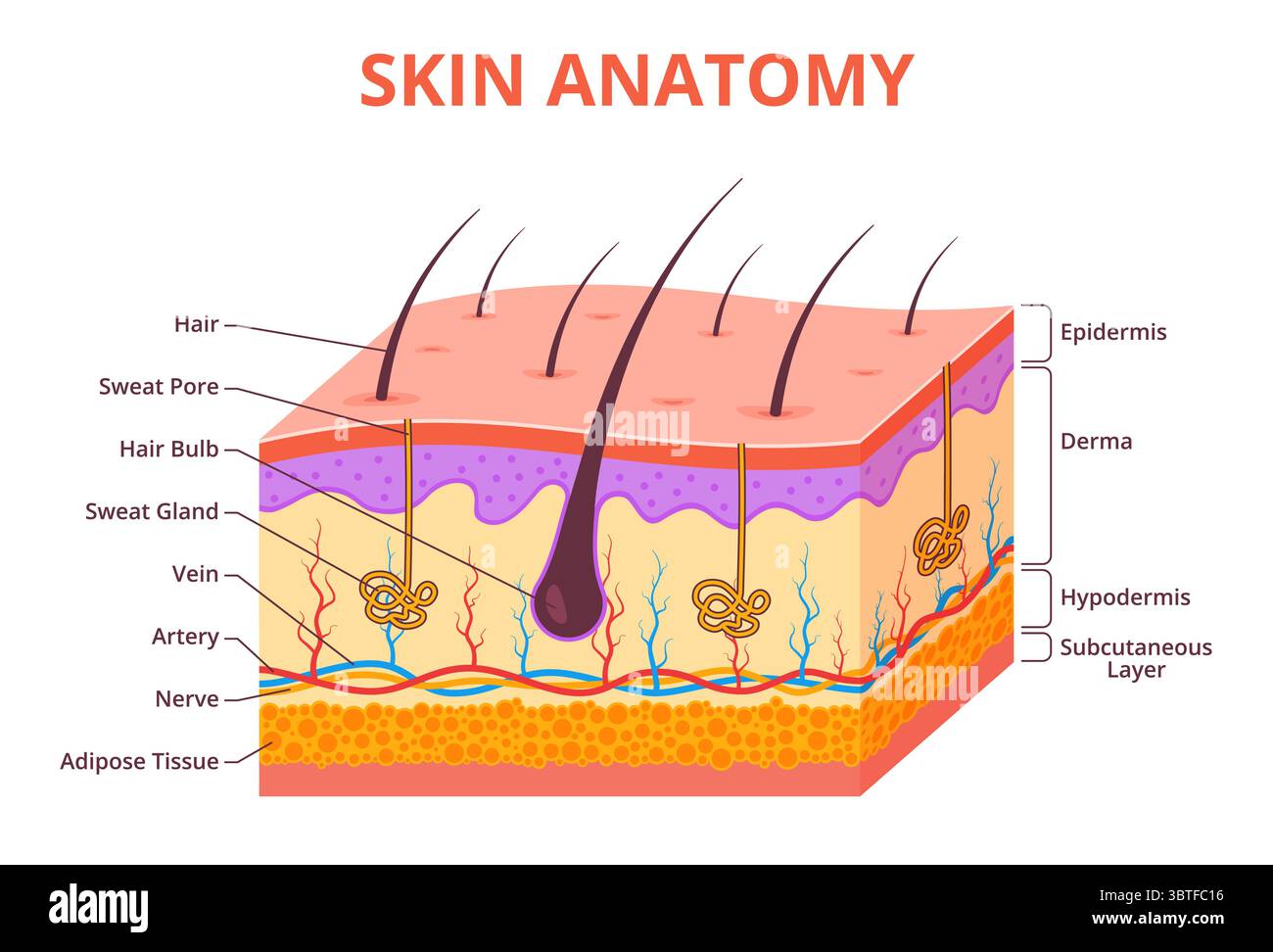 Anatomia della pelle sana. Organo del corpo umano, schema medico o biologico con capelli e nervi, incisione anatomica, diagramma dell'epidermide, microscopico Illustrazione Vettoriale