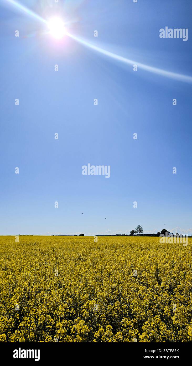 Campo giallo e cielo blu. Campo di colza nelle giornate di sole. Paesaggio in una bella giornata. Foto Stock