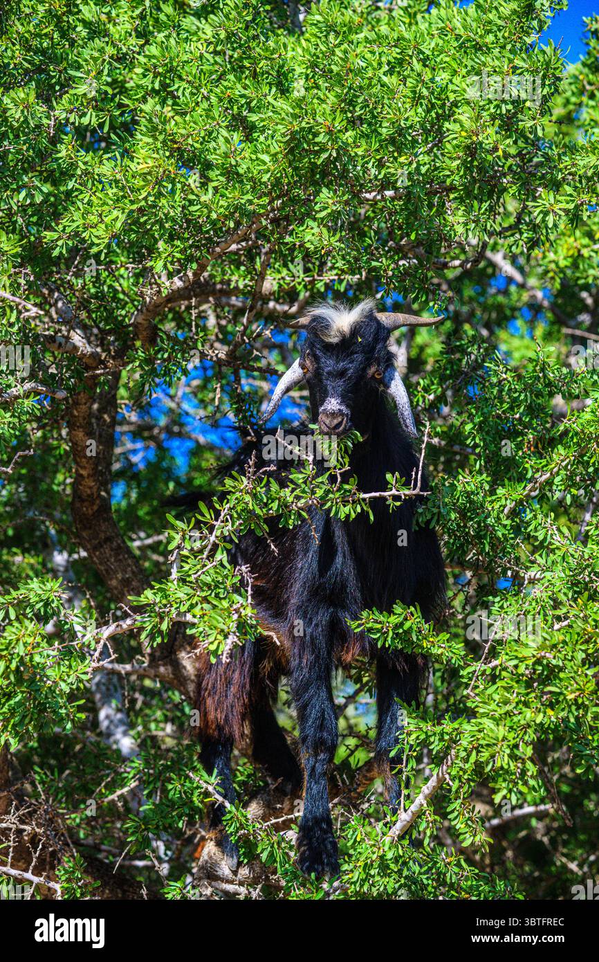 Capre arrampicate sugli alberi nella foresta di argan del Marocco, Essaouira, Marocco Foto Stock