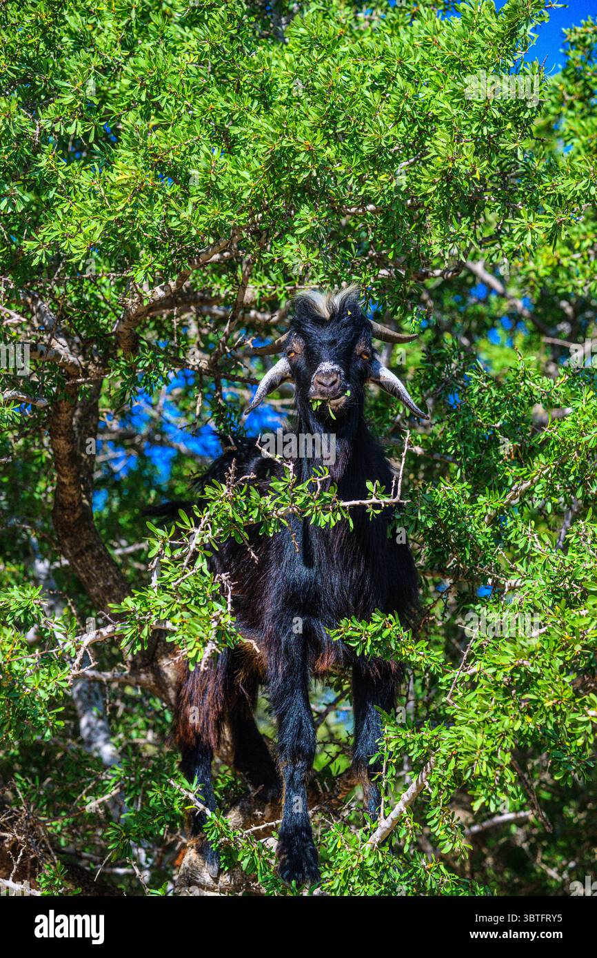 Capre arrampicate sugli alberi nella foresta di argan del Marocco, Essaouira, Marocco Foto Stock