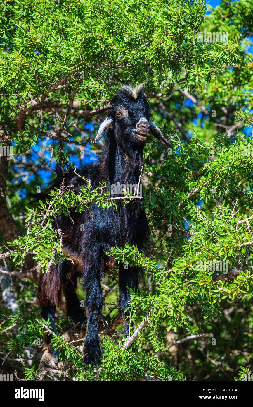 Capre arrampicate sugli alberi nella foresta di argan del Marocco, Essaouira, Marocco Foto Stock