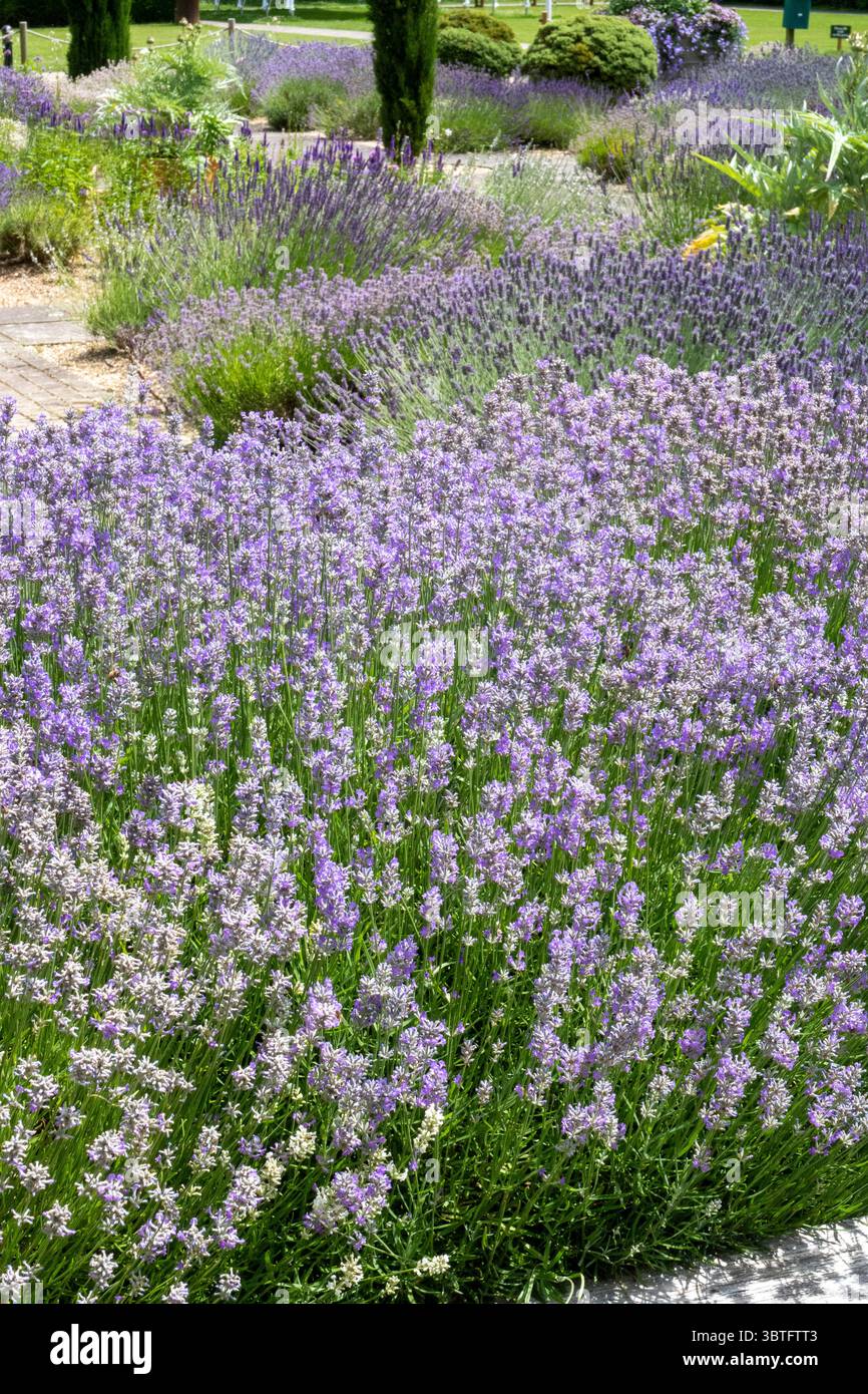 Macchie di lavanda presso l'abbazia di Buckfast, Buckfastleigh, Devon, sede di una comunità di monaci benedettini, un ordine monastico della chiesa cattolica romana Foto Stock
