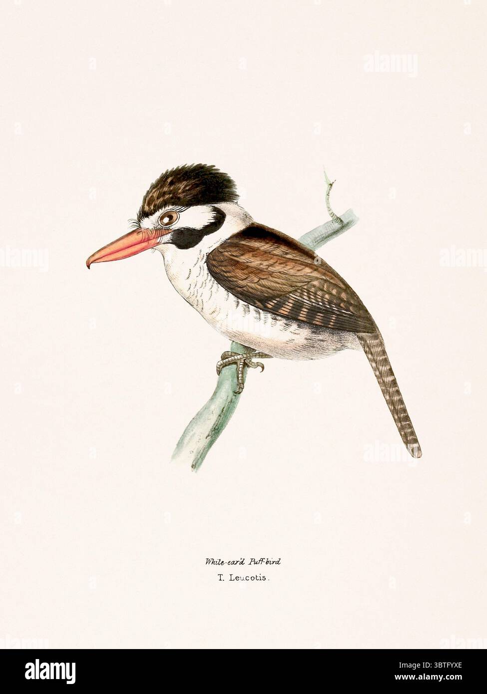 Illustrazione degli uccelli pubblicata a Londra, 1841. Raffigurazione dettagliata di specie tropicali provenienti dal Brasile e dal Messico, caratterizzata da colori vivaci e eleganti forme naturali. Foto Stock