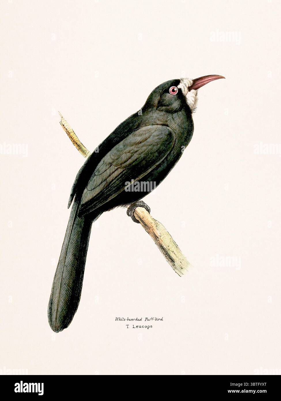Illustrazione degli uccelli pubblicata a Londra, 1841. Raffigurazione dettagliata di specie tropicali provenienti dal Brasile e dal Messico, caratterizzata da colori vivaci e eleganti forme naturali. Foto Stock