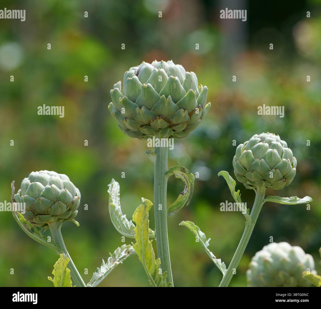 Carciofi (Cynara scolymus) Foto Stock