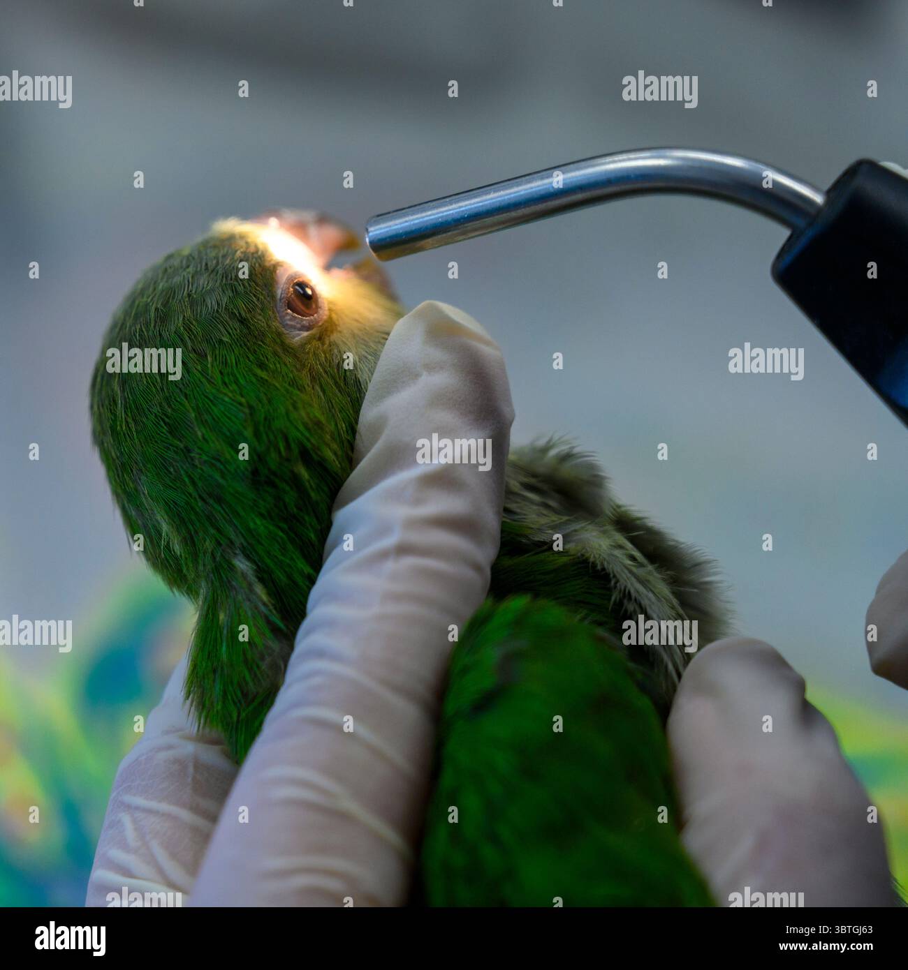 Il personale veterinario sta esaminando un Monk Parakeet appena ammesso, noto anche come il pappagallo quacchero (Myiopsitta monachus) per i riflessi oculari fotografati Foto Stock