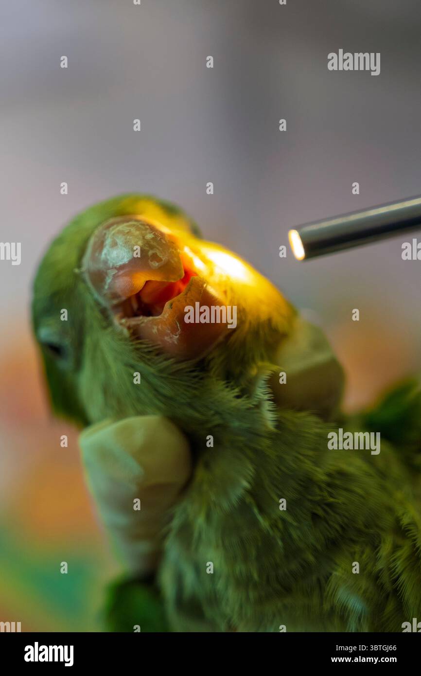 Il personale veterinario sta esaminando un Monk Parakeet appena ammesso, noto anche come il pappagallo quacchero (Myiopsitta monachus) per i riflessi oculari fotografati Foto Stock