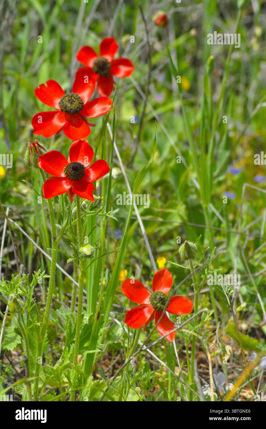 Il ranunculus asiaticus, il ranunculus, è una specie di ranunculus (ranunculus) originaria della regione orientale del Mediterraneo, nell'Asia sud-occidentale Foto Stock