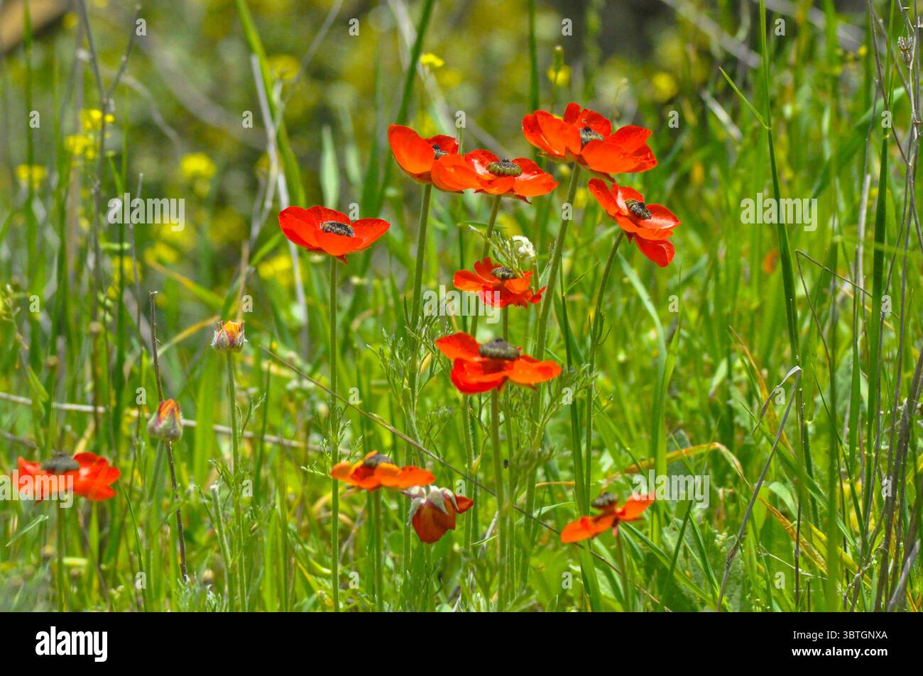Il ranunculus asiaticus, il ranunculus, è una specie di ranunculus (ranunculus) originaria della regione orientale del Mediterraneo, nell'Asia sud-occidentale Foto Stock
