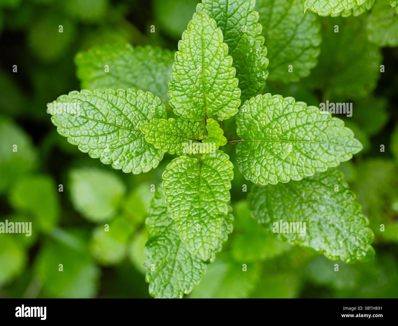 Balsamo al limone, balsamo comune o menta balsamo in giardino Foto Stock