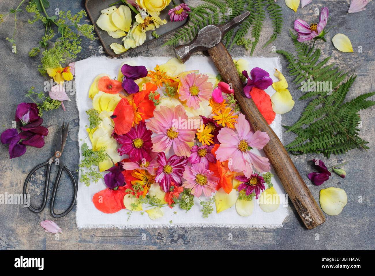 Tatakizome. Fiori disposti su tessuto per creare una stampa con "martellamento martello", la forma artistica giapponese di martellare i fiori per trasferire il pigmento vegetale. Foto Stock