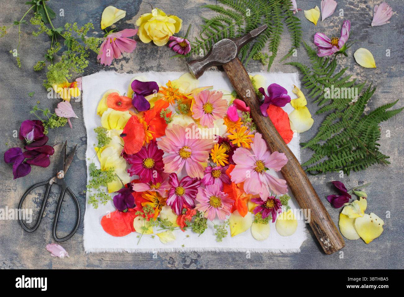 Tatakizome. Fiori disposti su tessuto per creare una stampa con "martellamento martello", la forma artistica giapponese di martellare i fiori per trasferire il pigmento vegetale. Foto Stock