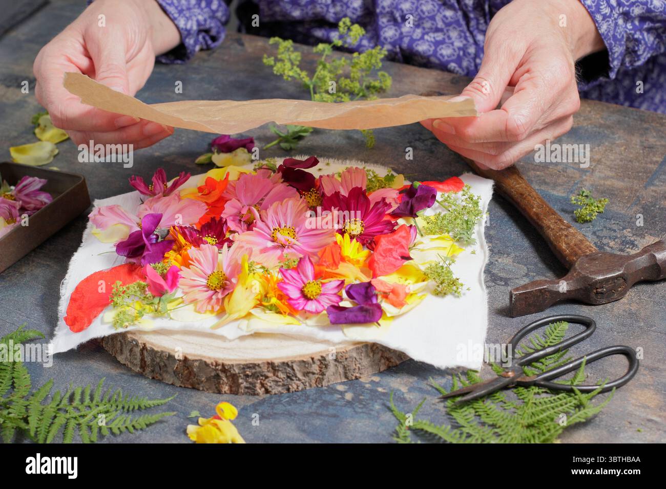 Tatakizome. Fiori disposti su tessuto e ricoperti di carta per creare arte con "martellamento", l'artigianato giapponese di trasferire pigmenti floreali. Foto Stock