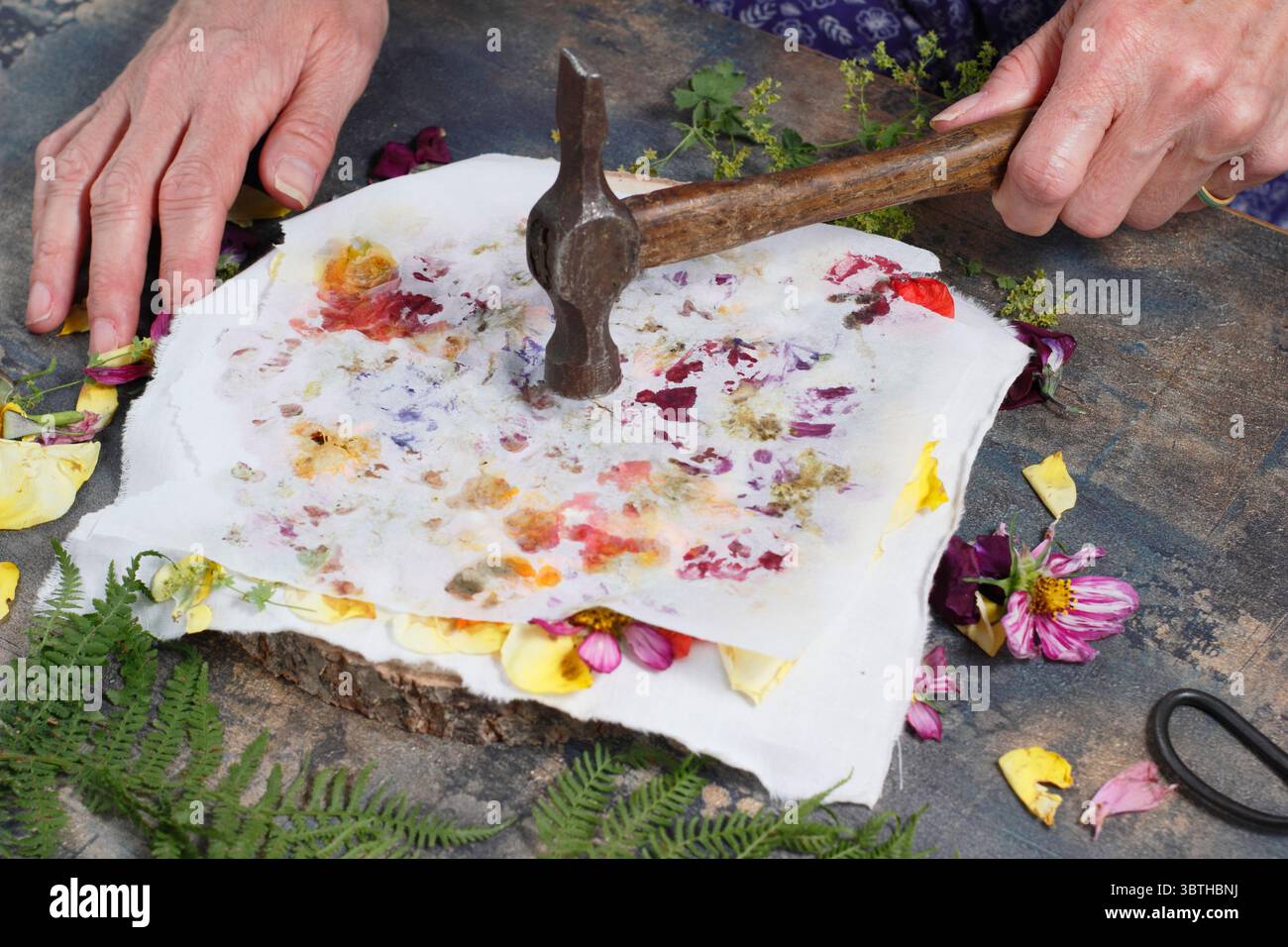 Tatakizome. Fiori disposti su tessuto e ricoperti di carta per creare arte con "martellamento", l'artigianato giapponese di trasferire pigmenti floreali. Foto Stock