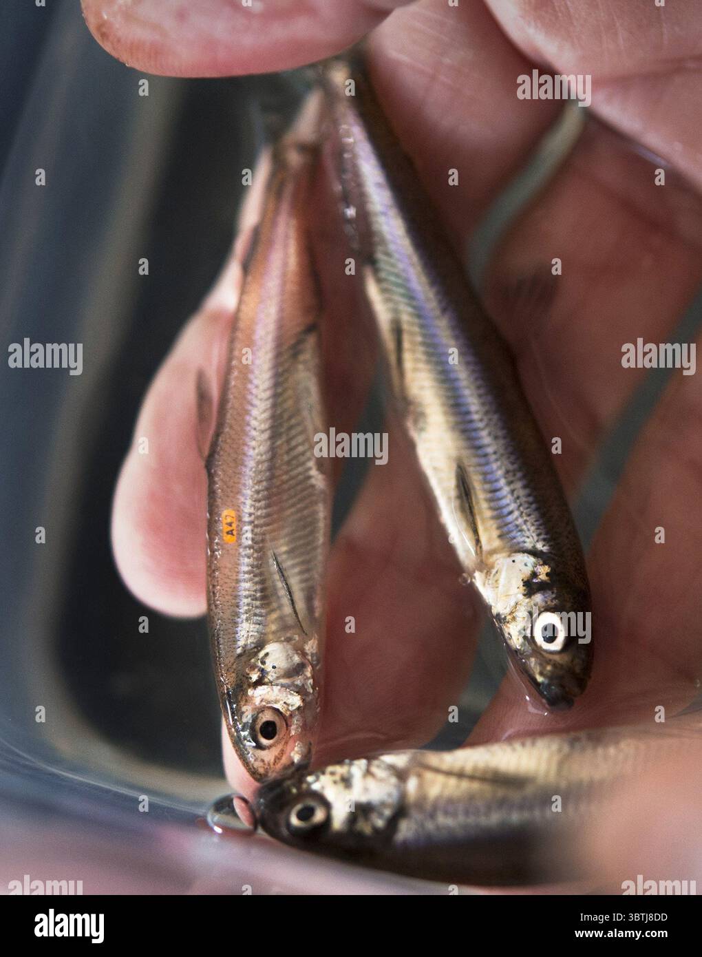 1° aprile 2015, Byron, CA, USA: Delta smelt mantenuto vivo in incubatoi come questi pesci fotografati nel 2015 presso l'UC Davis Fish Conservation and Culture Lab di Byron, California, potrebbe essere tutto ciò che rimane della specie. Le agenzie federali per la pesca stanno indebolendo le protezioni per le specie in pericolo di estinzione di dieci anni per la fallottola, il salmone Chinook invernale e altri pesci. (Immagine di credito: © TNS via cavo ZUMA) Foto Stock
