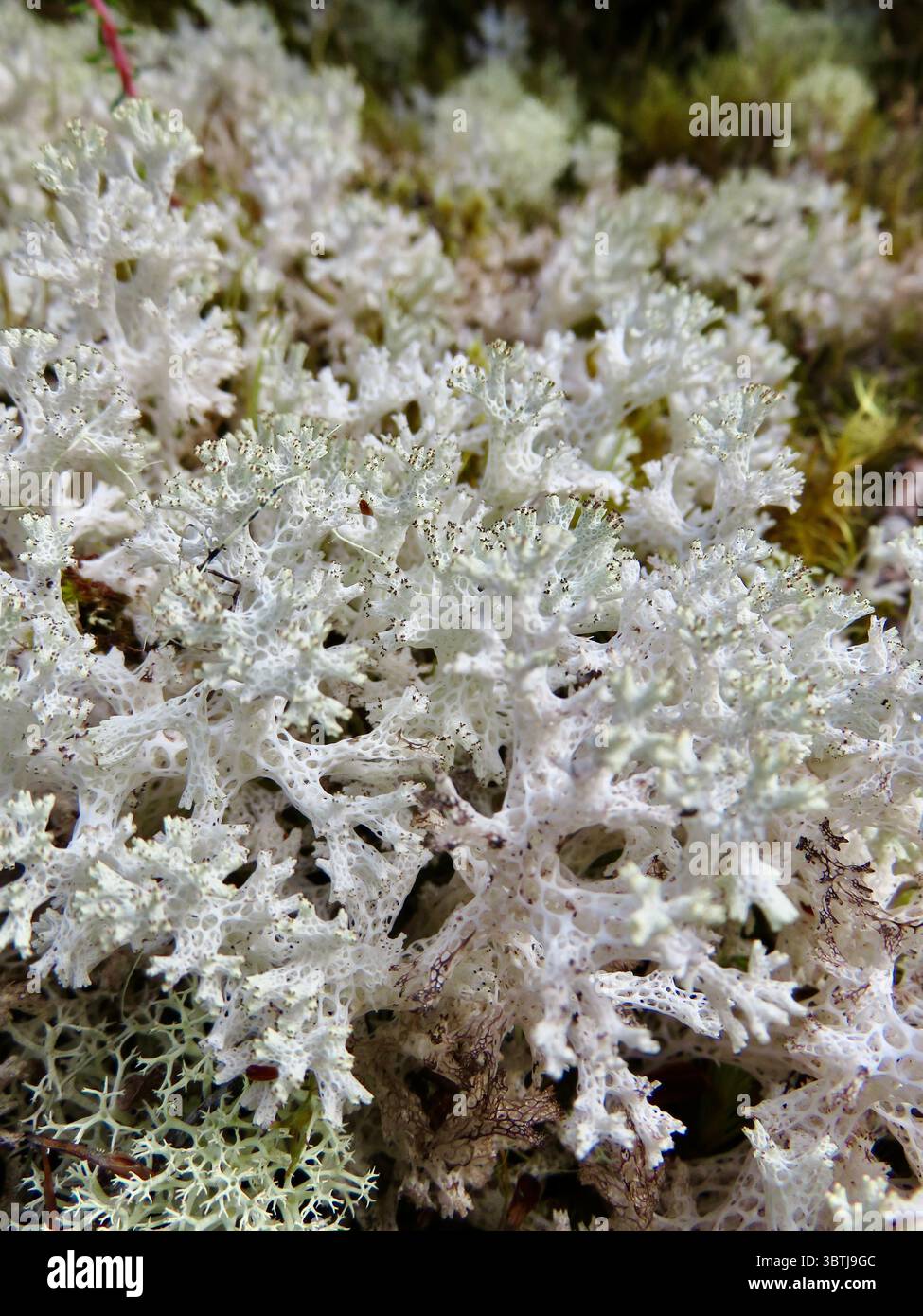 Primo piano di licheni di ramificazione bianchi e muschio verde su una superficie naturale scura in nuova Zelanda Foto Stock