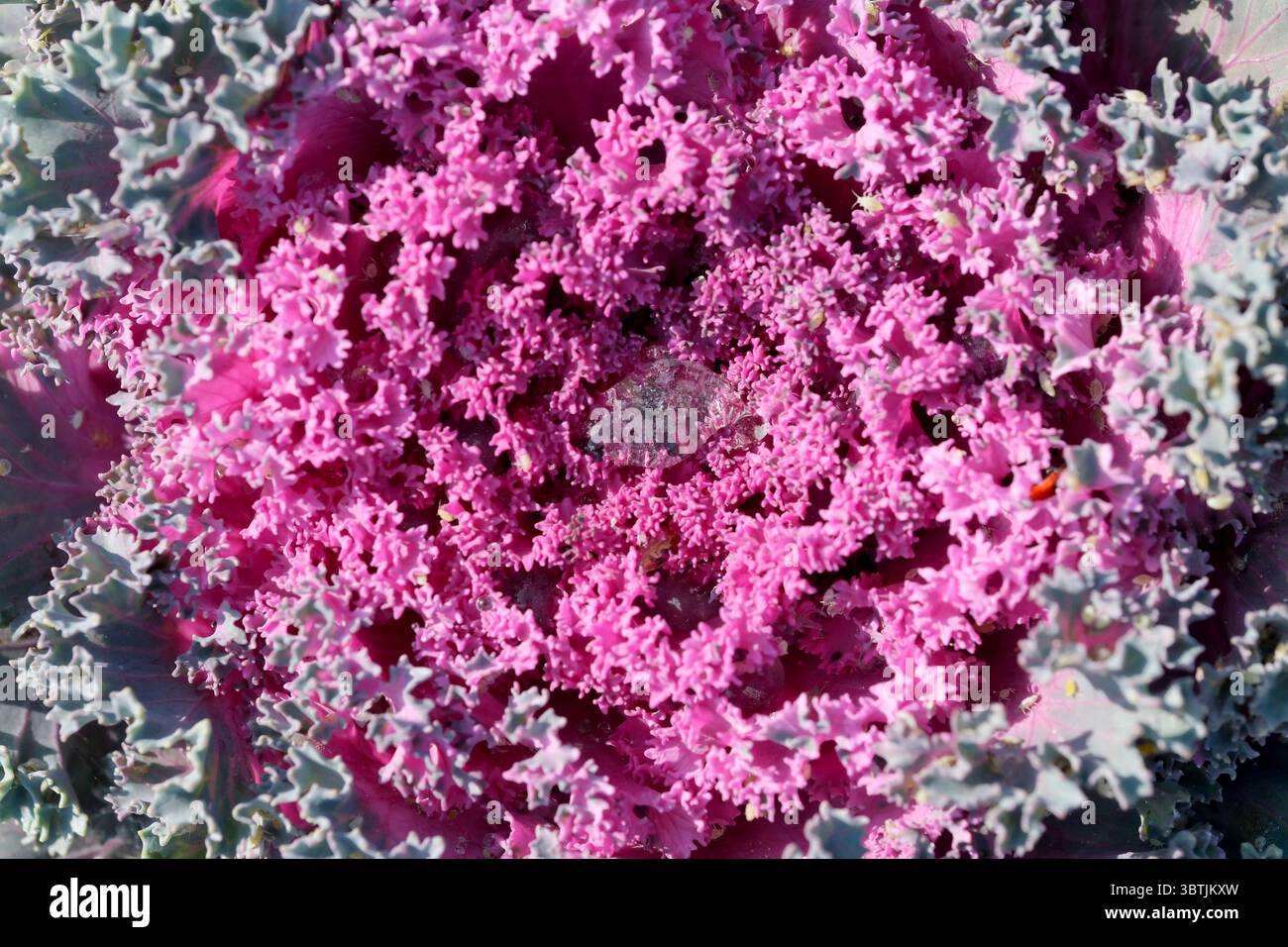 Foto macro di primo piano decorativa con cavolfiore su sfondo vegetale Foto Stock