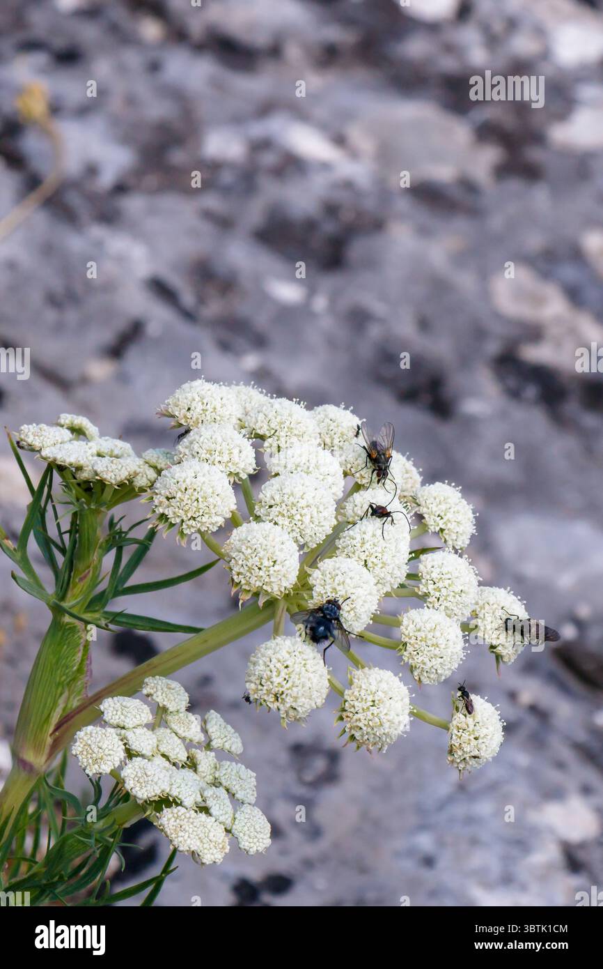 Delicati fiori bianchi fioriscono su terreni rocciosi mentre piccoli insetti si raccolgono sui fiori nella calda luce del pomeriggio. L'ambientazione naturale mette in risalto la bellezza Foto Stock