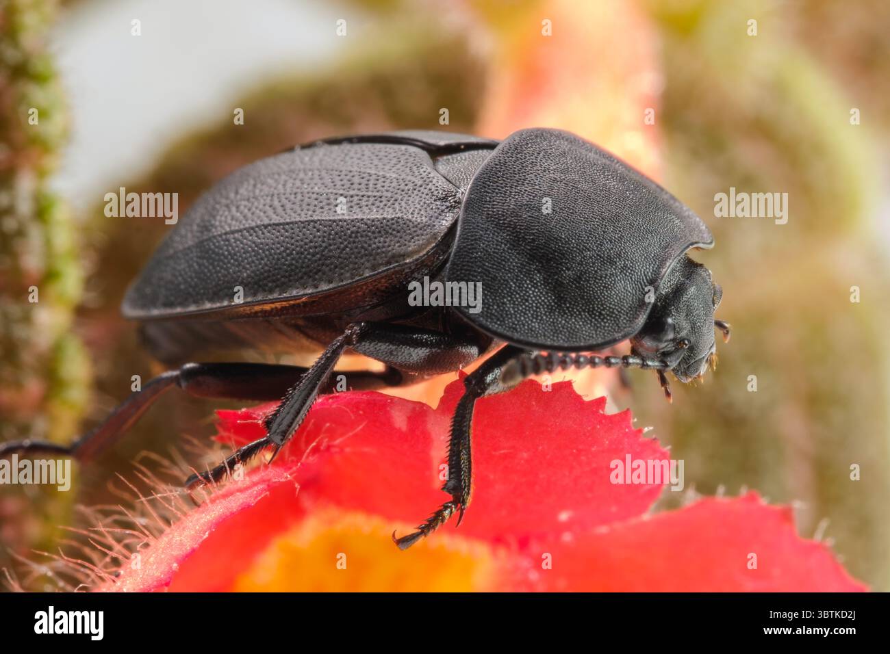 Uno scarabeo d'insetto che scura primo piano con una macro fotografia di fiori rossi Foto Stock