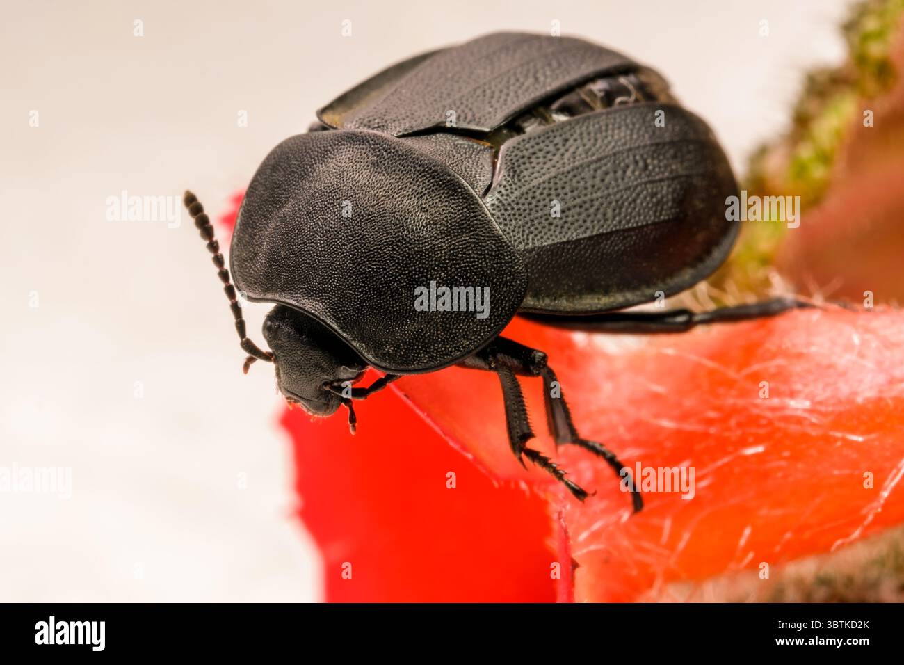 Uno scarabeo d'insetto che scura primo piano con una macro fotografia di fiori rossi Foto Stock