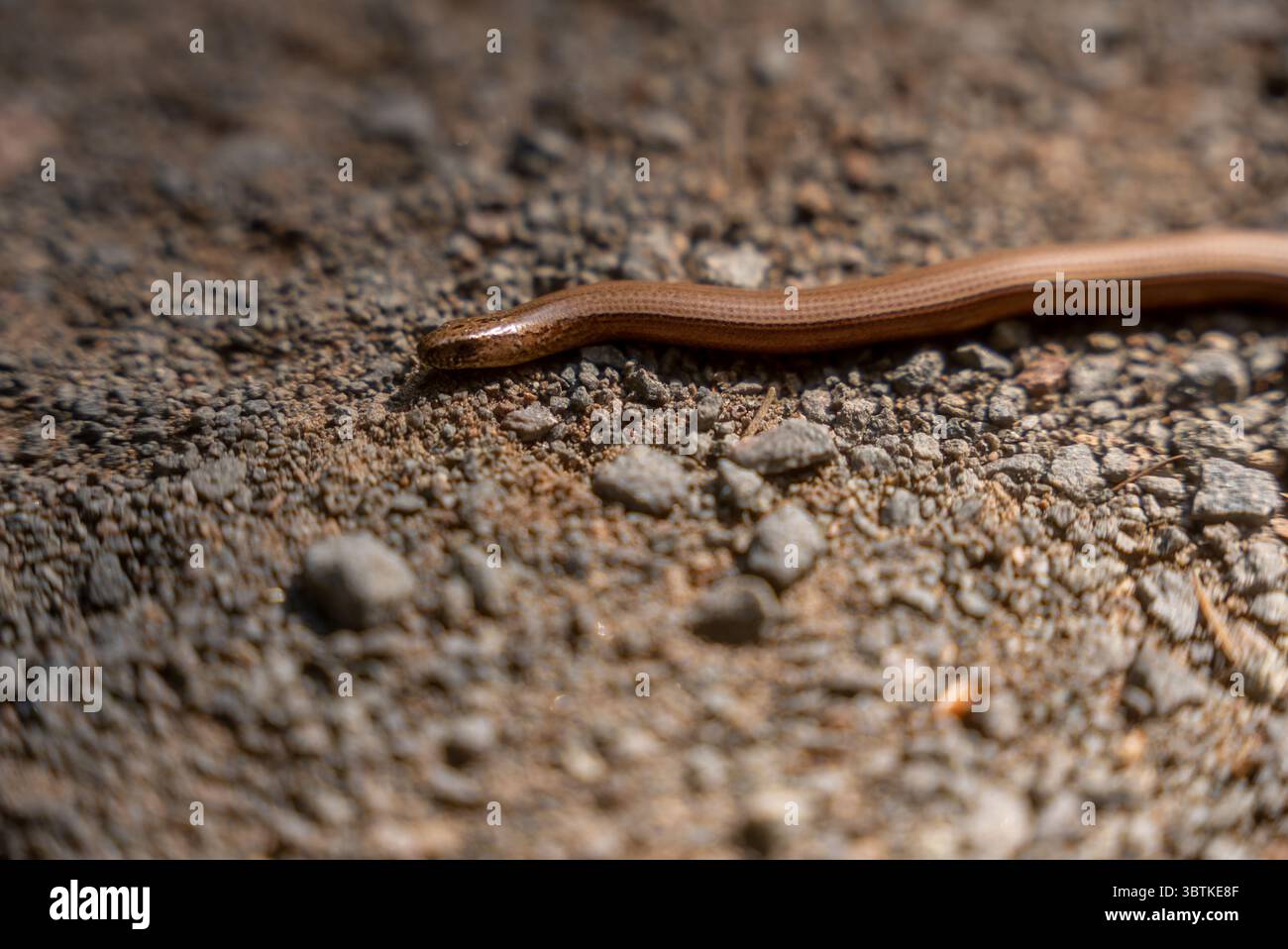 Primo piano di un serpente liscio su un percorso di ghiaia Foto Stock