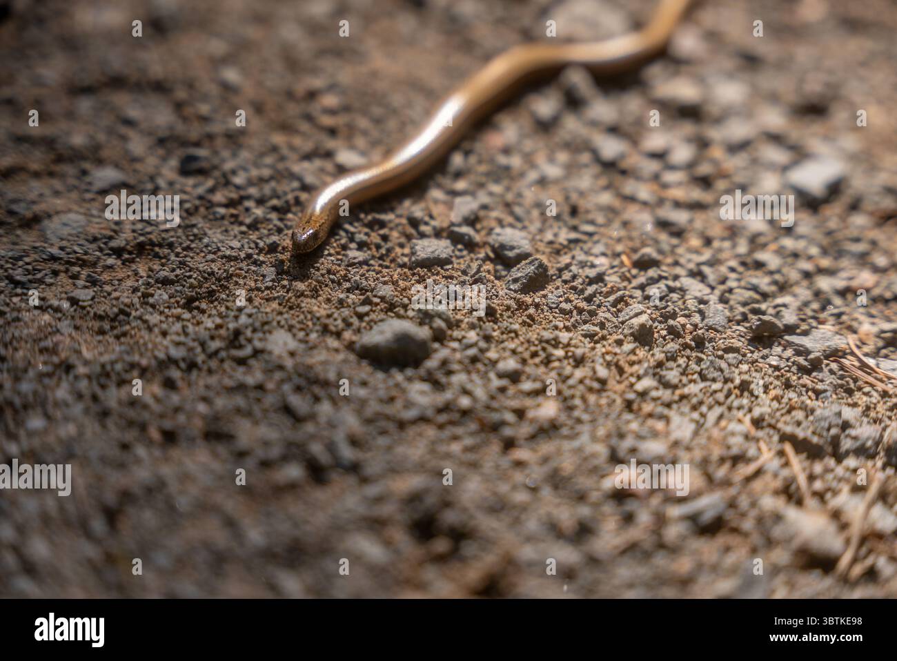 Primo piano di un serpente liscio su un percorso di ghiaia Foto Stock