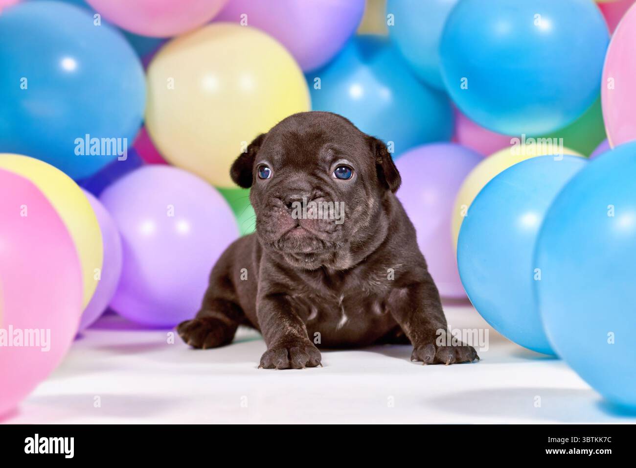 Giovane cucciolo di cane Bulldog francese nero tra palloncini colorati Foto Stock Giovane cucciolo di cane Bulldog francese nero tra palloncini colorati Foto Stock
