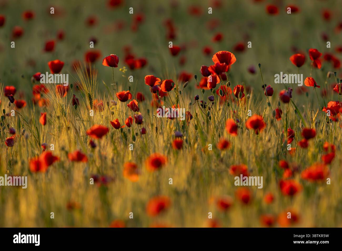 Un campo pieno di papavero rosso, papavero comune o papavero delle fiandre (Papaver rhoeas) trovato nel Parco Nazionale di Kiskunsagi in Ungheria Foto Stock