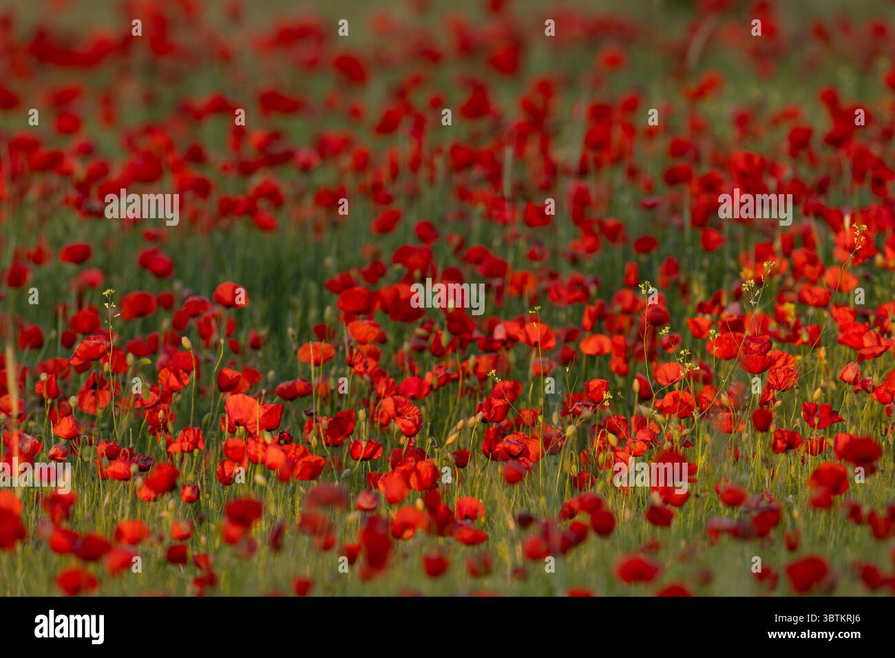 Un campo pieno di papavero rosso, papavero comune o papavero delle fiandre (Papaver rhoeas) trovato nel Parco Nazionale di Kiskunsagi in Ungheria Foto Stock