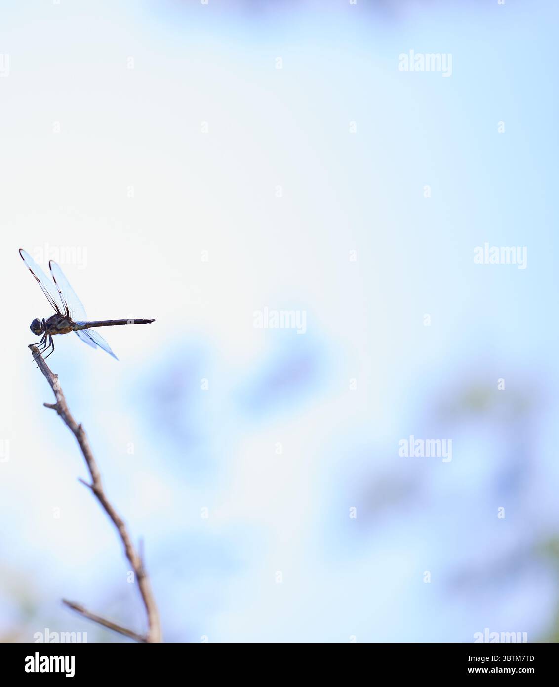 La libellula di Blue Dasher si appoggia su un ramo! Foto Stock