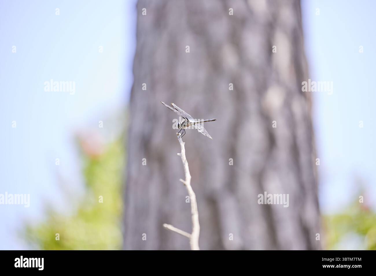 La libellula di Blue Dasher si appoggia su un ramo! Foto Stock