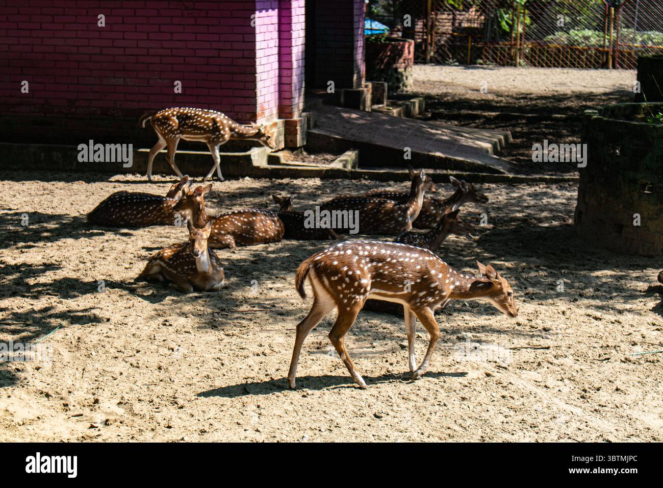 Bellissimi cervi chital con macchie bianche in piedi con calma Foto Stock