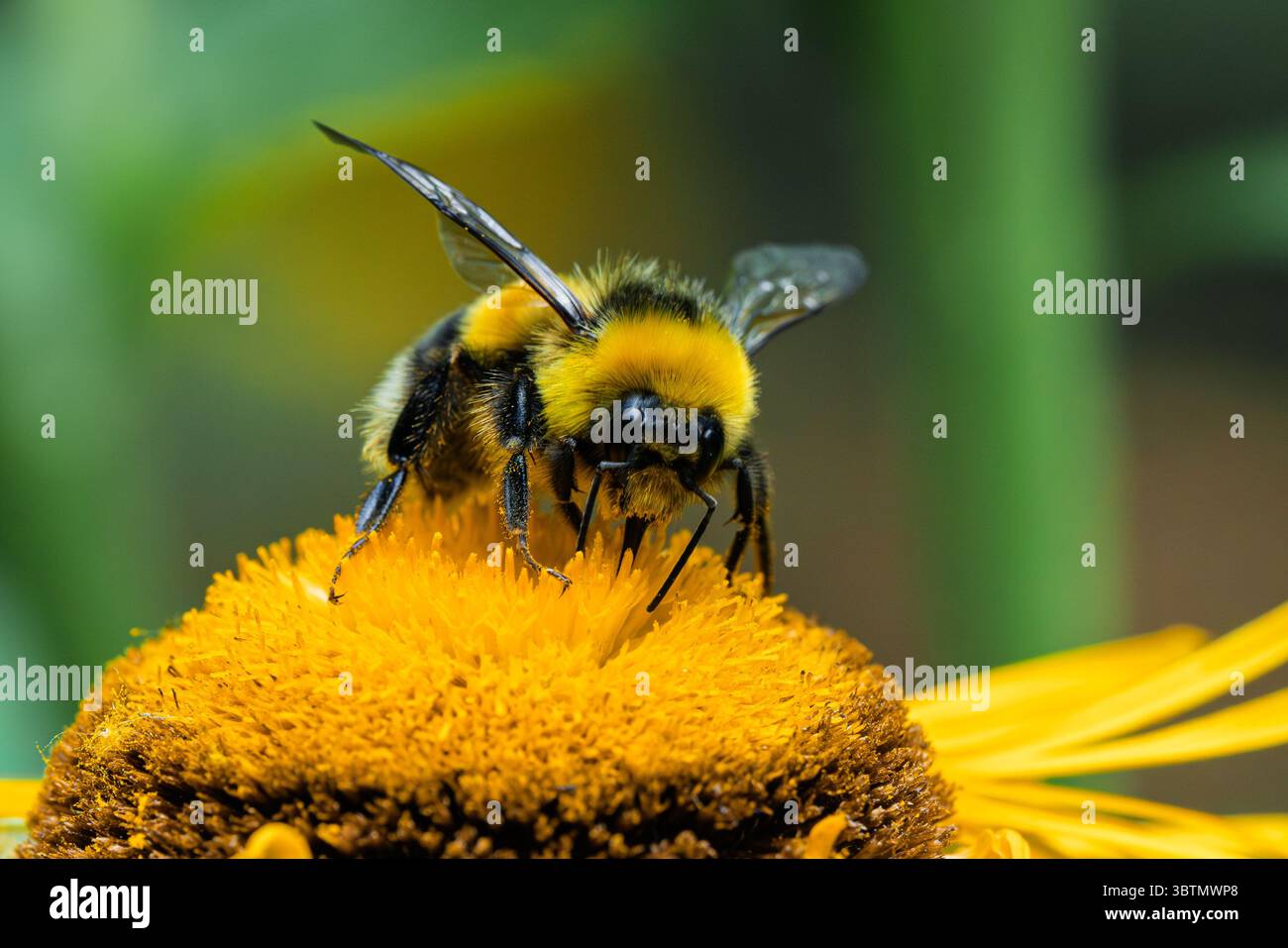 Primo piano di un'ape su un fiore giallo brillante, che mostra la bellezza della natura e il processo di impollinazione Foto Stock