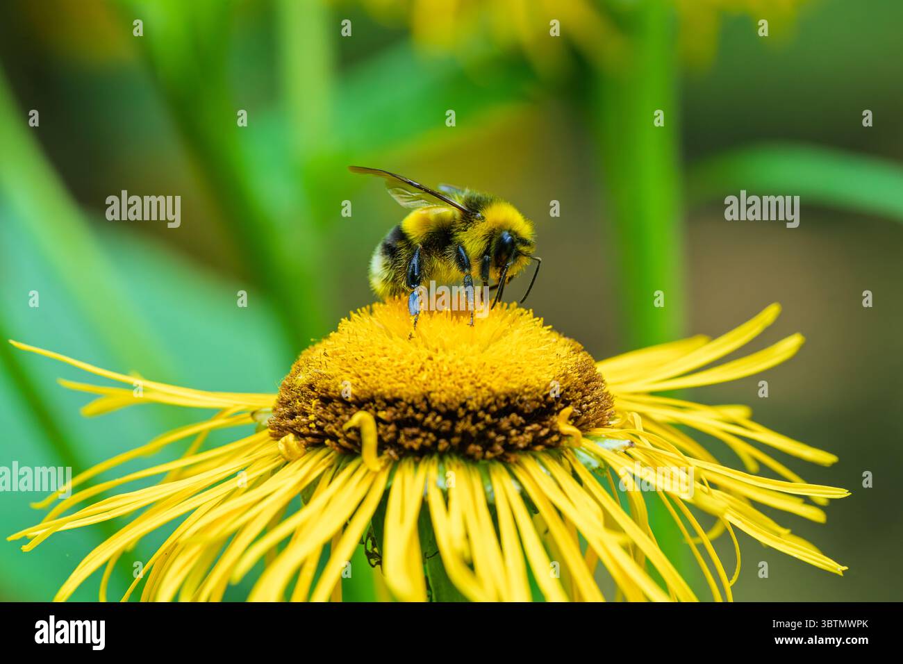 Primo piano di un'ape su un fiore giallo brillante, che mostra la bellezza della natura e il processo di impollinazione Foto Stock