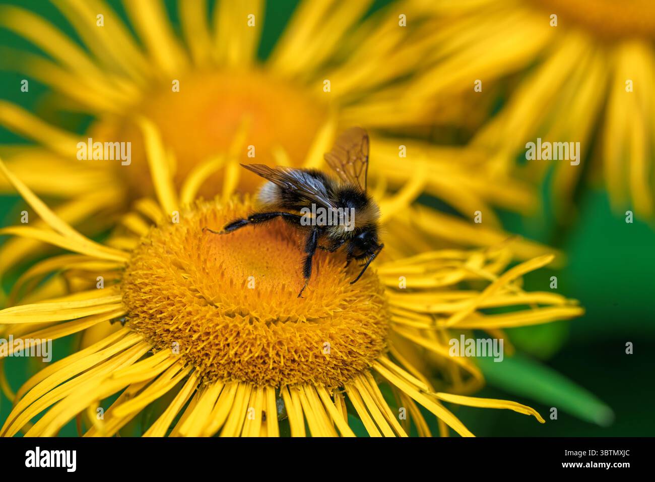 Primo piano di un'ape su un fiore giallo brillante, che mostra la bellezza della natura e il processo di impollinazione Foto Stock