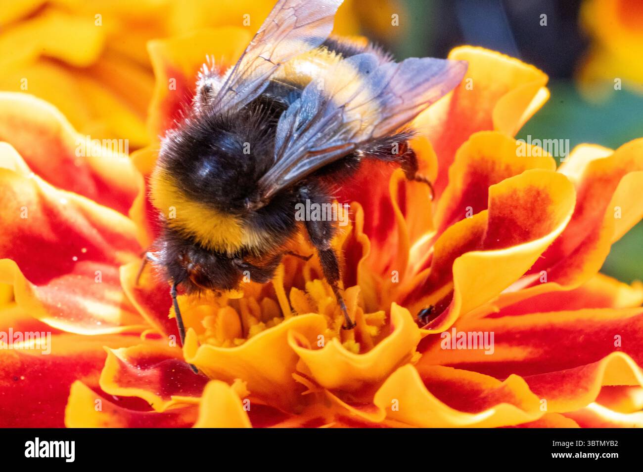 Bumblebee che prende il nettare da una calendula francese in un giardino a Rayleigh, Essex durante il mese estivo. Foto Stock