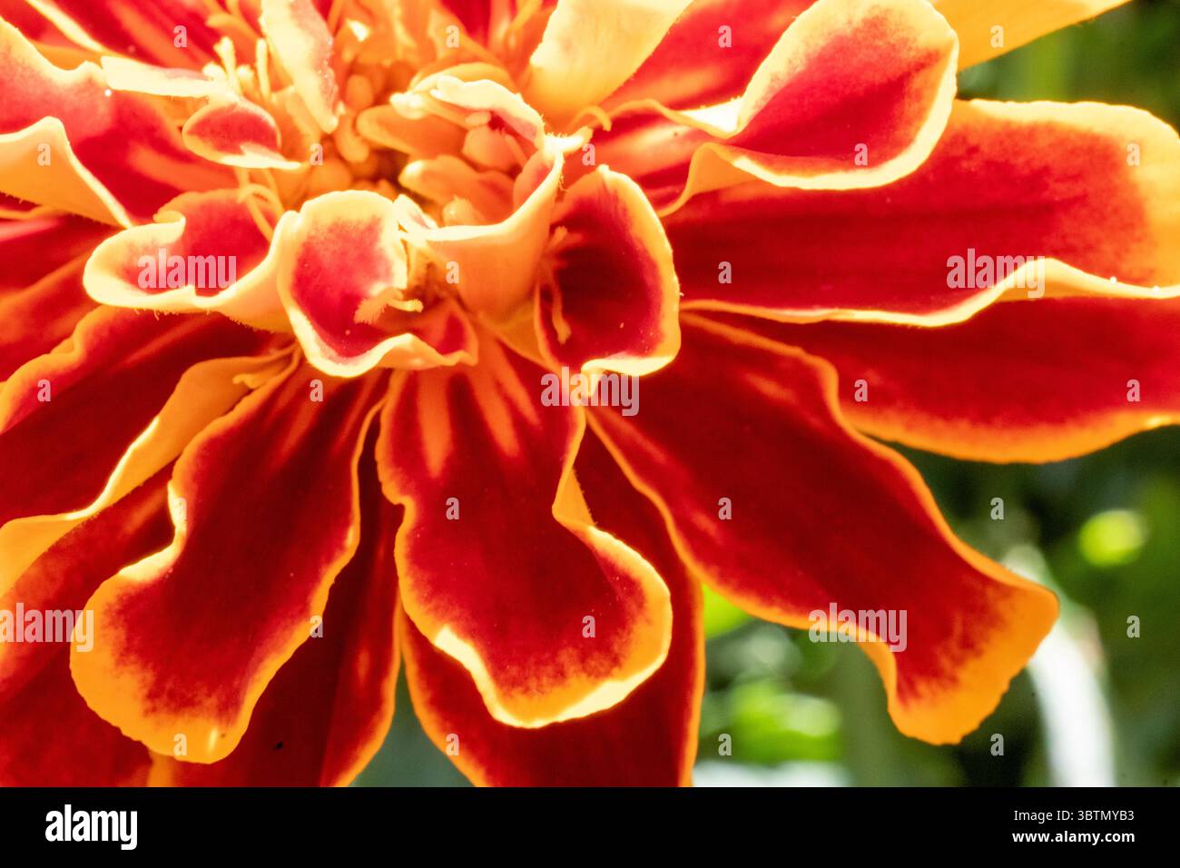 Calendule francesi un'attraente aggiunta a qualsiasi giardino Foto Stock