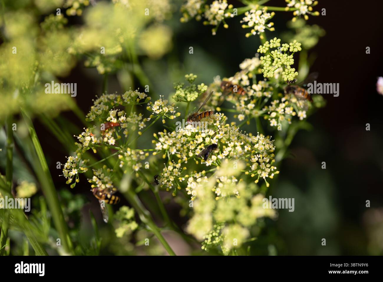 Una massa di hoverfles Foto Stock