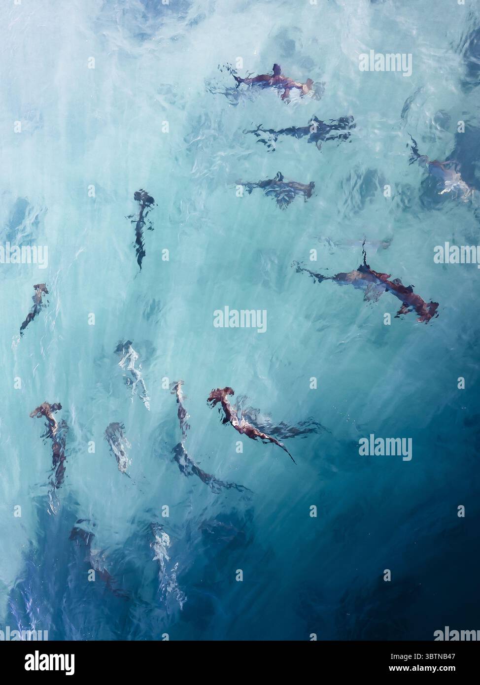 Veduta aerea degli squali martello che scivolano attraverso le acque turchesi, le loro ombre che ballano sotto, si svolge un affascinante balletto della natura., Australia Occidentale, Australia Occidentale, Australia Occidentale, Australia Occidentale. Foto Stock