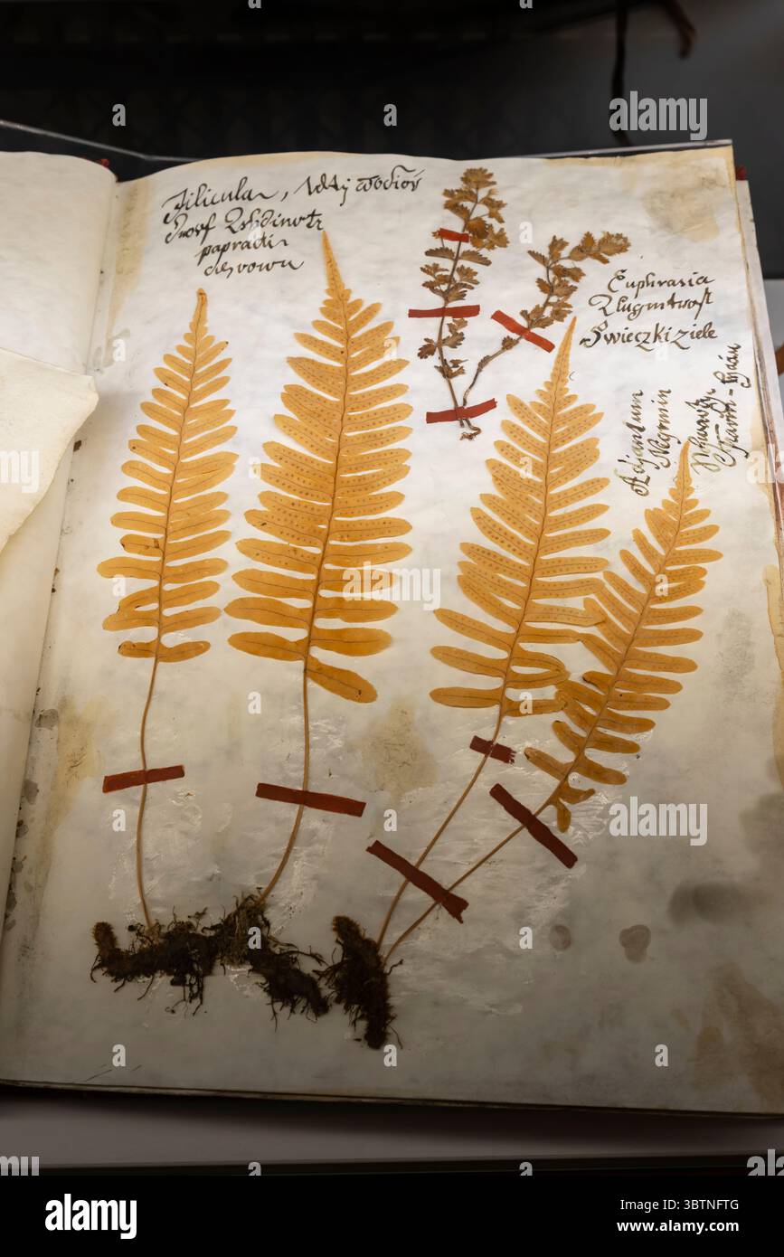 Erbario aperto che mostra esemplari di felce essiccate e note scritte a mano, catturando la ricerca botanica storica e le tecniche di conservazione delle piante Foto Stock
